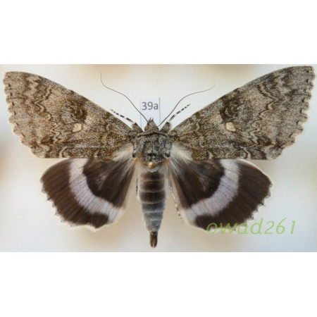 Catocala fraxini (Linnaeus, 1758) male ex. ovo Slovakia 92mm39a